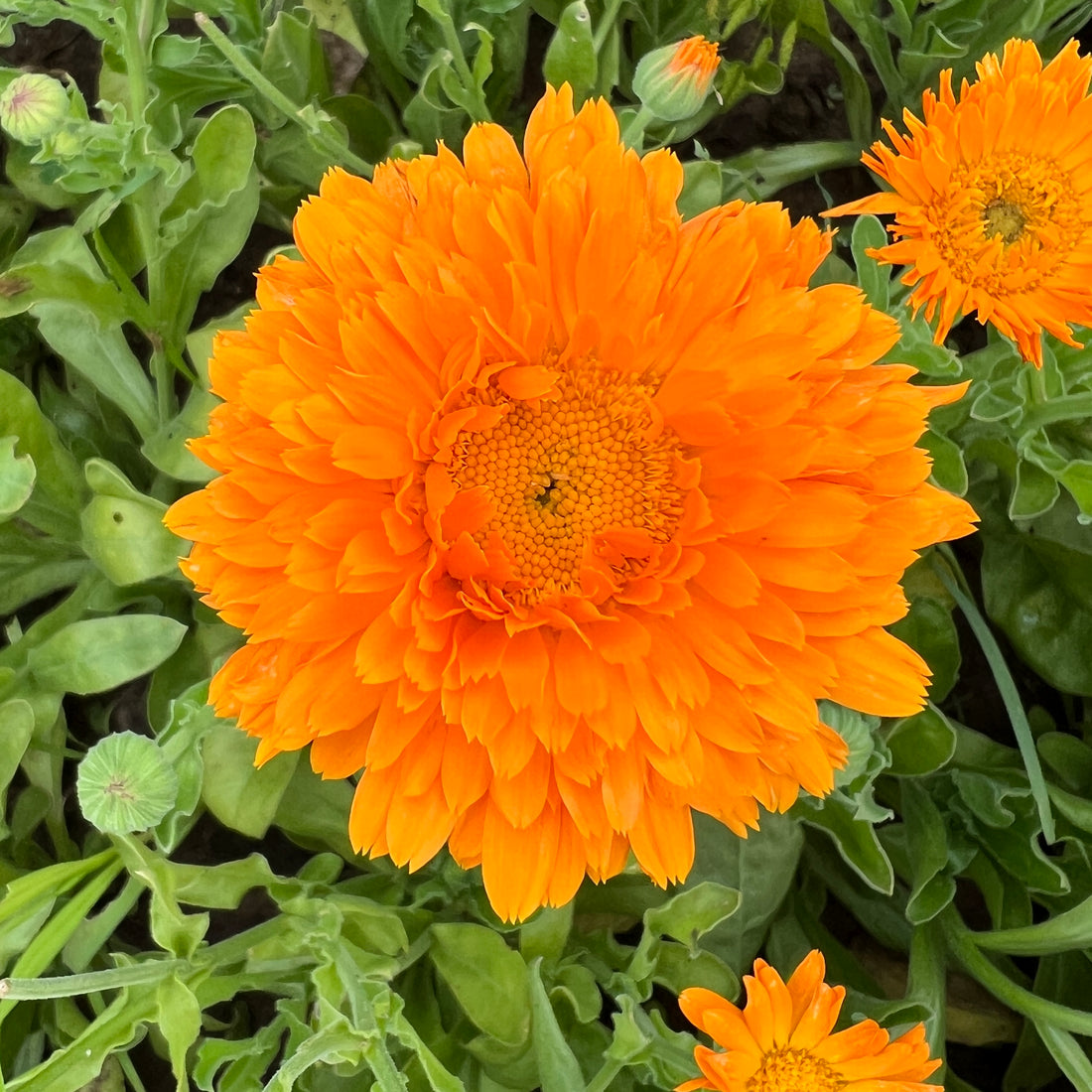 Calendula